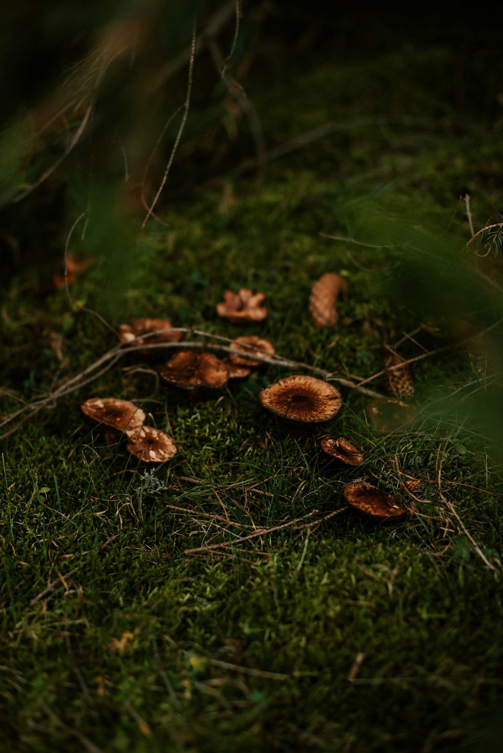 a group of mushrooms sitting on top of a lush green field