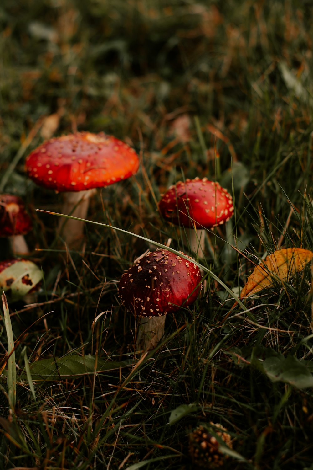 a group of mushrooms sitting on top of a lush green field