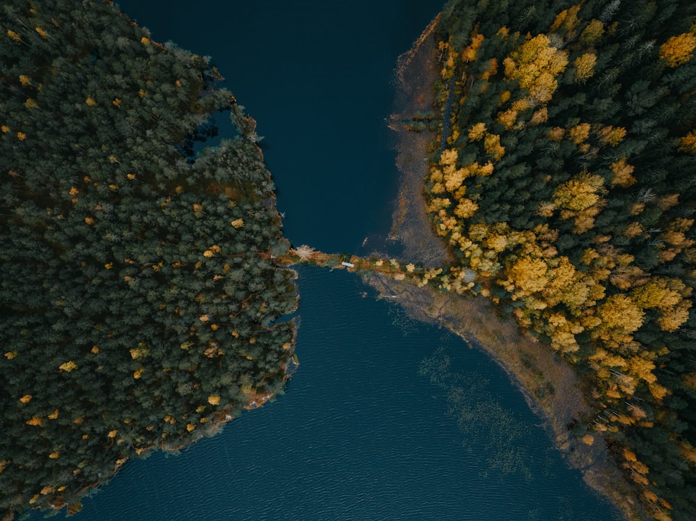 a train traveling through a forest next to a river