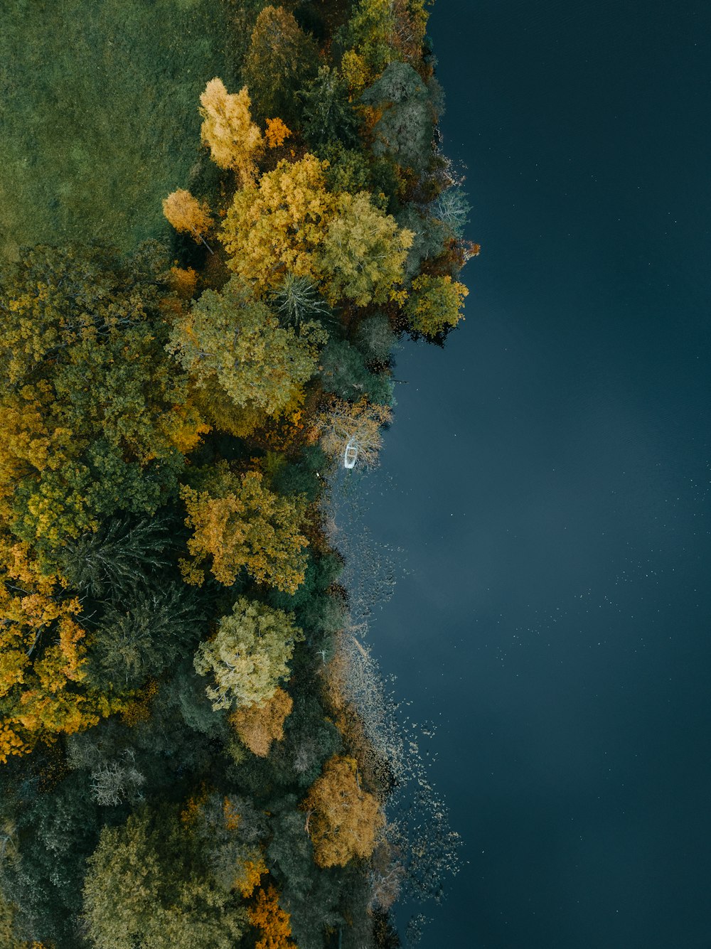 a bird's eye view of trees and a body of water