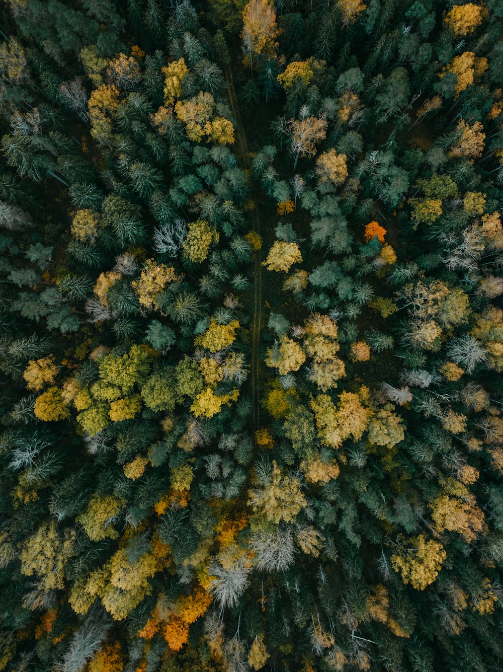 an aerial view of a forest with lots of trees