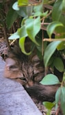 A furry cat is nestled among lush green leaves on a bed of small stones next to a concrete slab. The cat appears to be resting with its head on its front paws, partially hidden by the foliage.