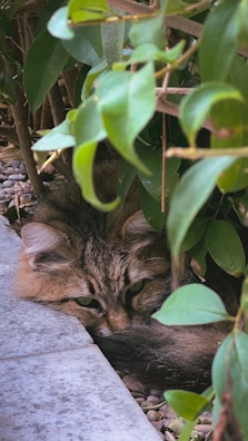 A furry cat is nestled among lush green leaves on a bed of small stones next to a concrete slab. The cat appears to be resting with its head on its front paws, partially hidden by the foliage.