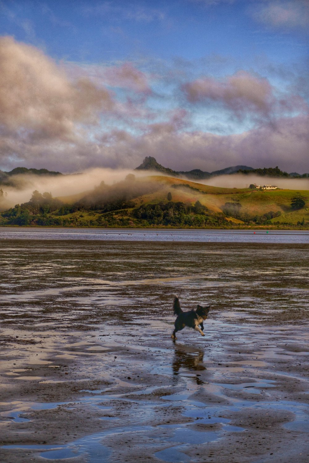 a dog walking across a wet beach under a cloudy sky