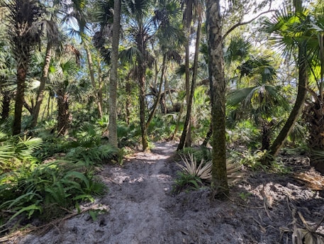 A lush, tropical forest scene featuring numerous palm trees and dense green foliage. A narrow dirt path winds through the undergrowth, providing a sense of exploration and adventure. Sunlight filters through the canopy, casting dappled shadows on the ground.