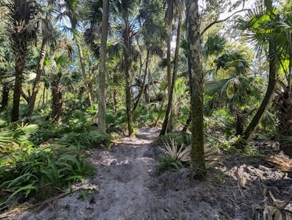 A lush, tropical forest scene featuring numerous palm trees and dense green foliage. A narrow dirt path winds through the undergrowth, providing a sense of exploration and adventure. Sunlight filters through the canopy, casting dappled shadows on the ground.