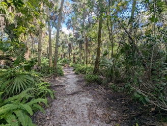 A beautiful trekking path through lush native woods.