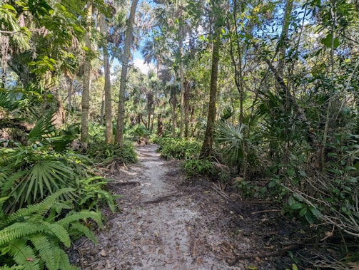 A beautiful trekking path through lush native woods.