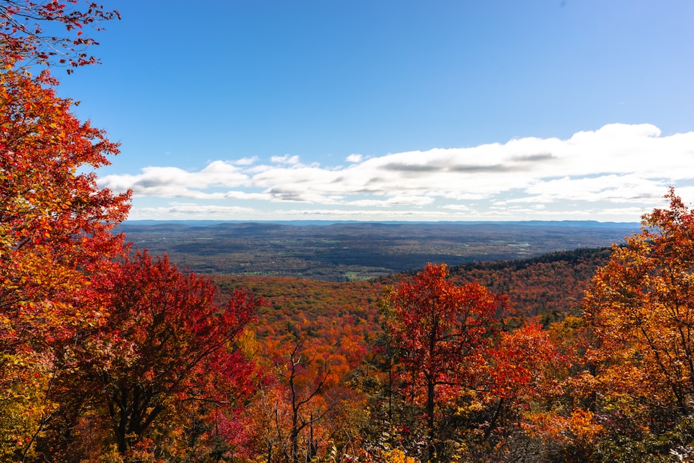 a scenic view of a valley surrounded by trees