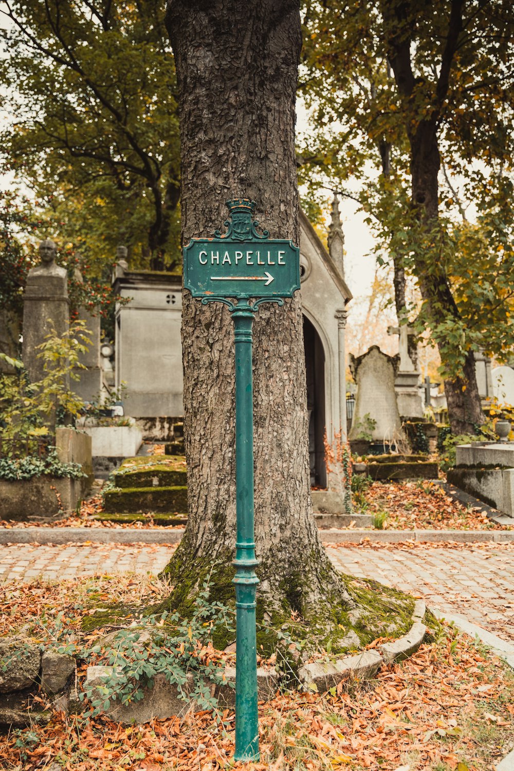 a green street sign sitting next to a tree