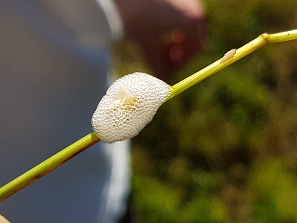 A close-up of a plant stem with a foam-like substance encapsulating it. The foam is white and appears textured, with small bubbles visible on its surface. The background is blurred with shades of green, indicating a natural setting.