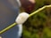 A close-up of a plant stem with a foam-like substance encapsulating it. The foam is white and appears textured, with small bubbles visible on its surface. The background is blurred with shades of green, indicating a natural setting.