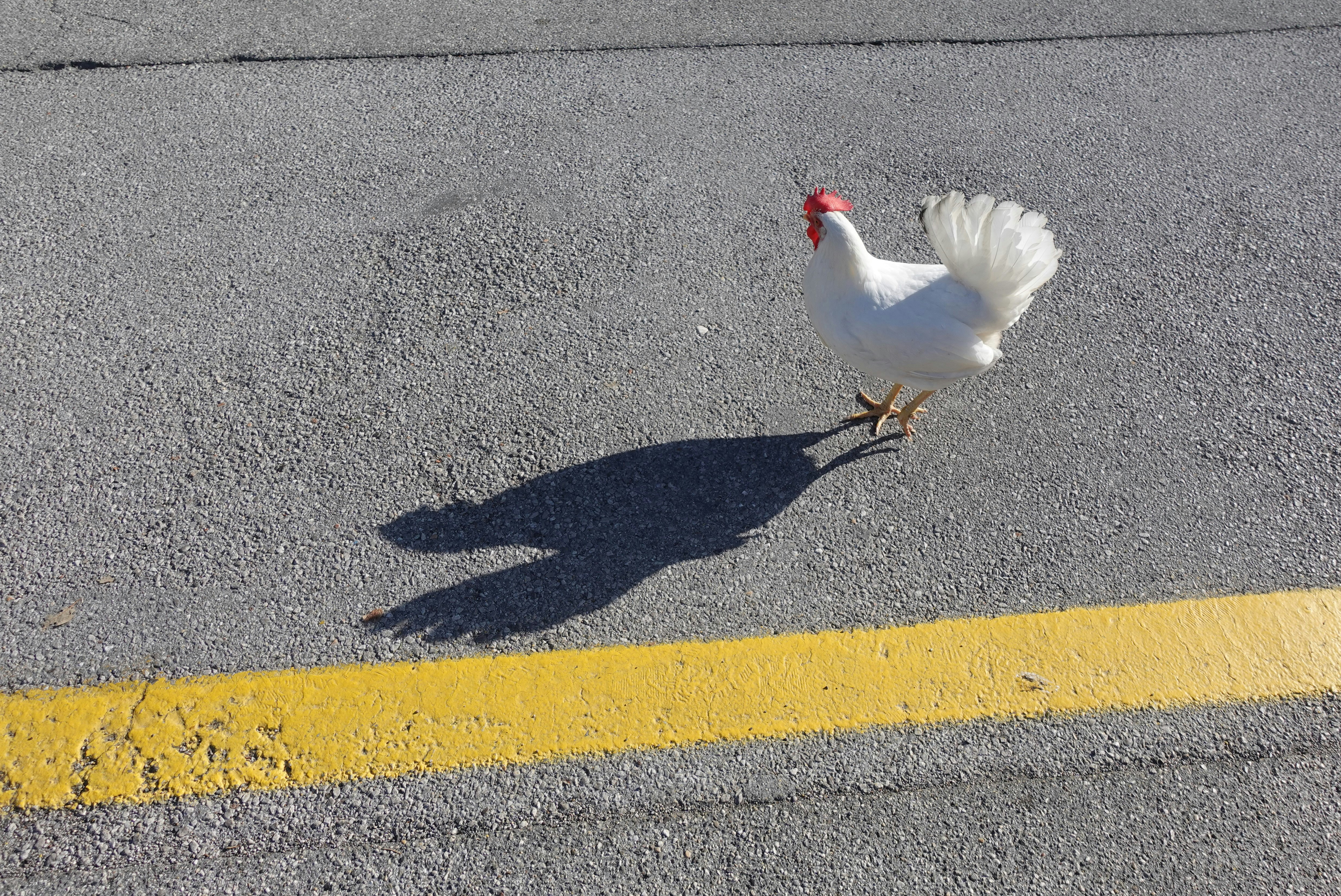 a white chicken walking across a street next to a yellow line
