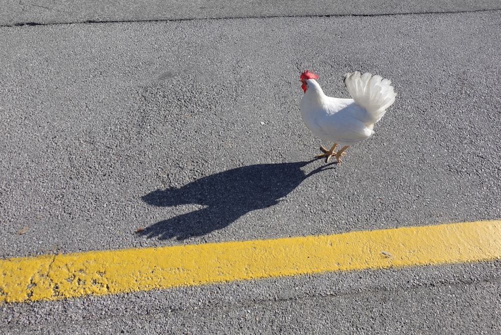 a white chicken walking across a street next to a yellow line