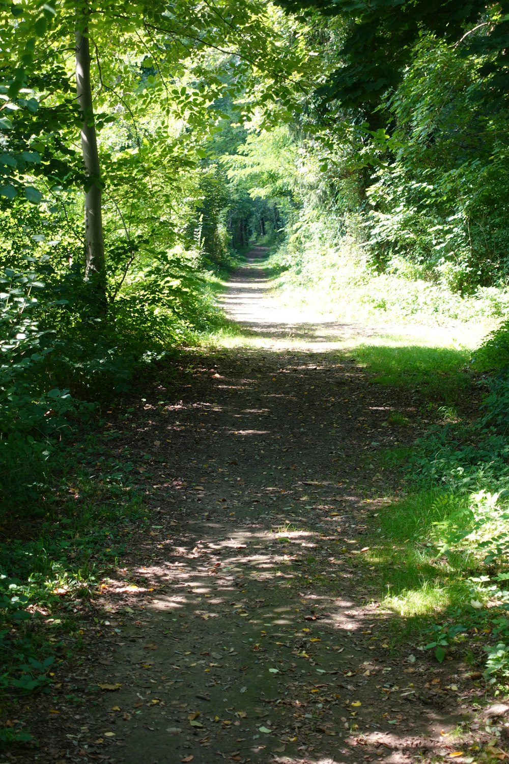 a dirt road in the middle of a forest