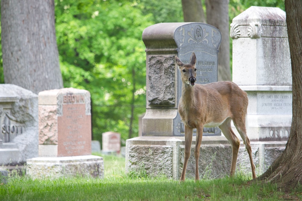 a deer standing next to a tree in a cemetery