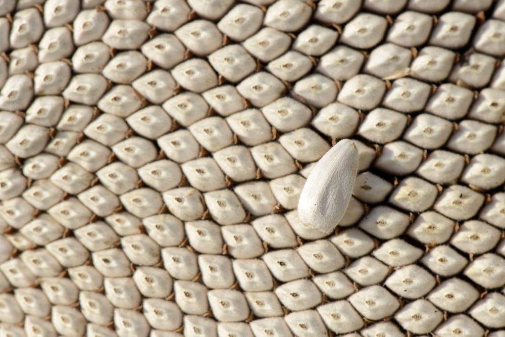 a close up of a white snake skin