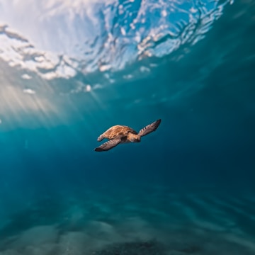 A single sea turtle swims gracefully underwater, surrounded by clear blue ocean water. Sunlight filters through the surface, creating a serene ambiance.