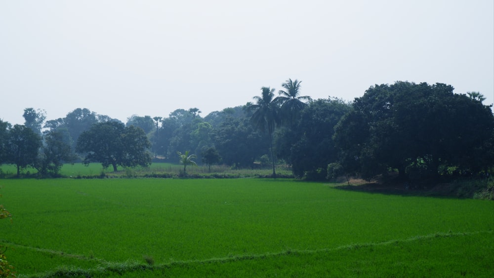 a lush green field with trees in the background