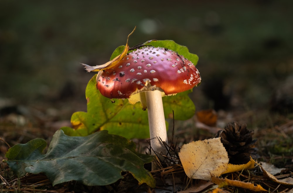 a red mushroom sitting on top of a forest floor