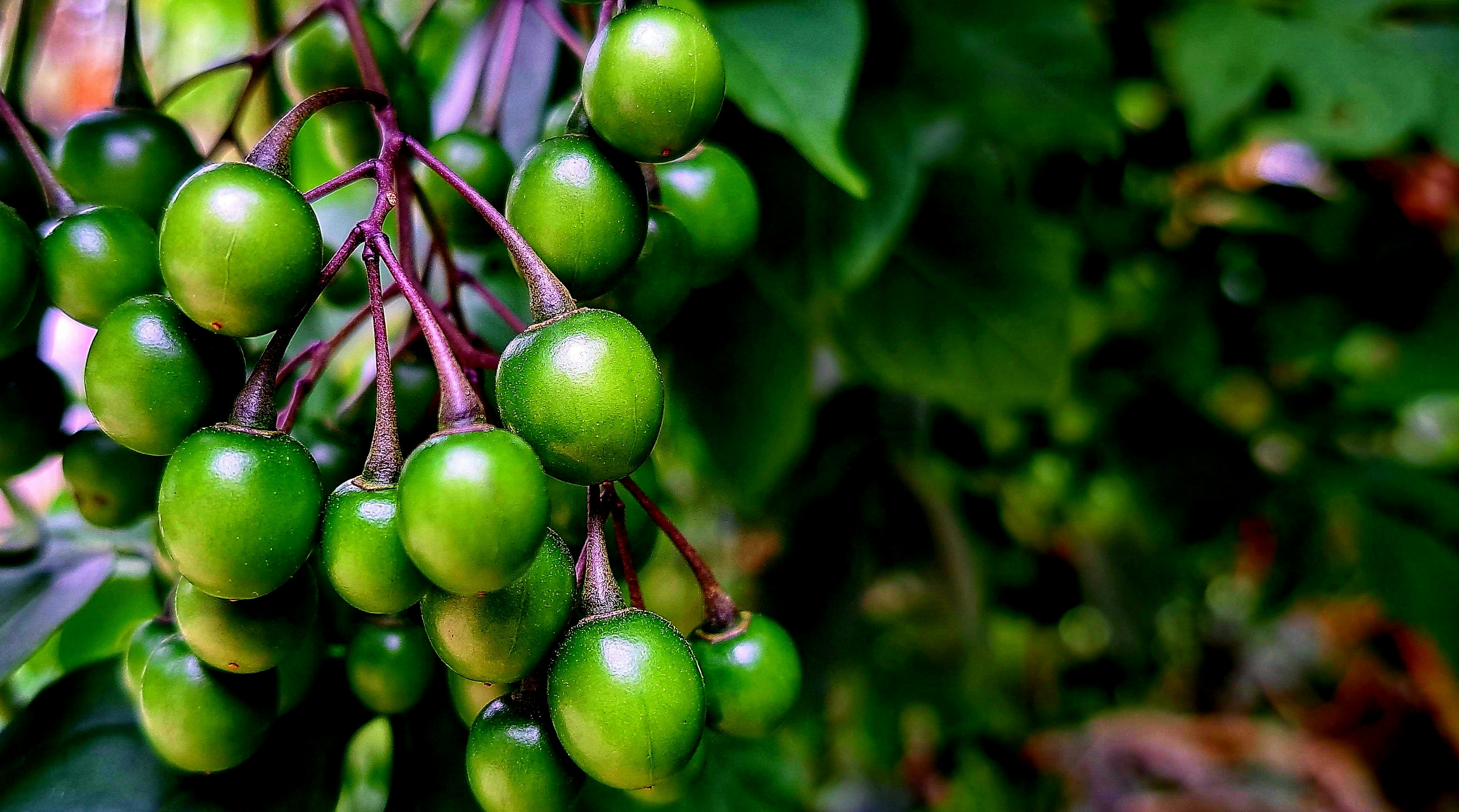 Eating Marita-Red Pandanus