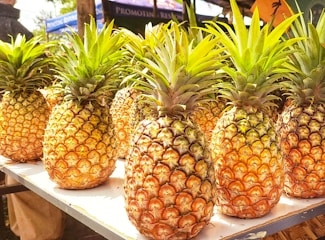 A vibrant Costa Rican pineapple field bathed in golden sunlight with ripe pineapples ready for harvest.
