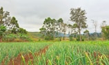 A vibrant green field with young crops under a bright sky, symbolizing growth and innovation.