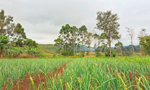 A vibrant green field with young crops under a bright sky, symbolizing growth and innovation.