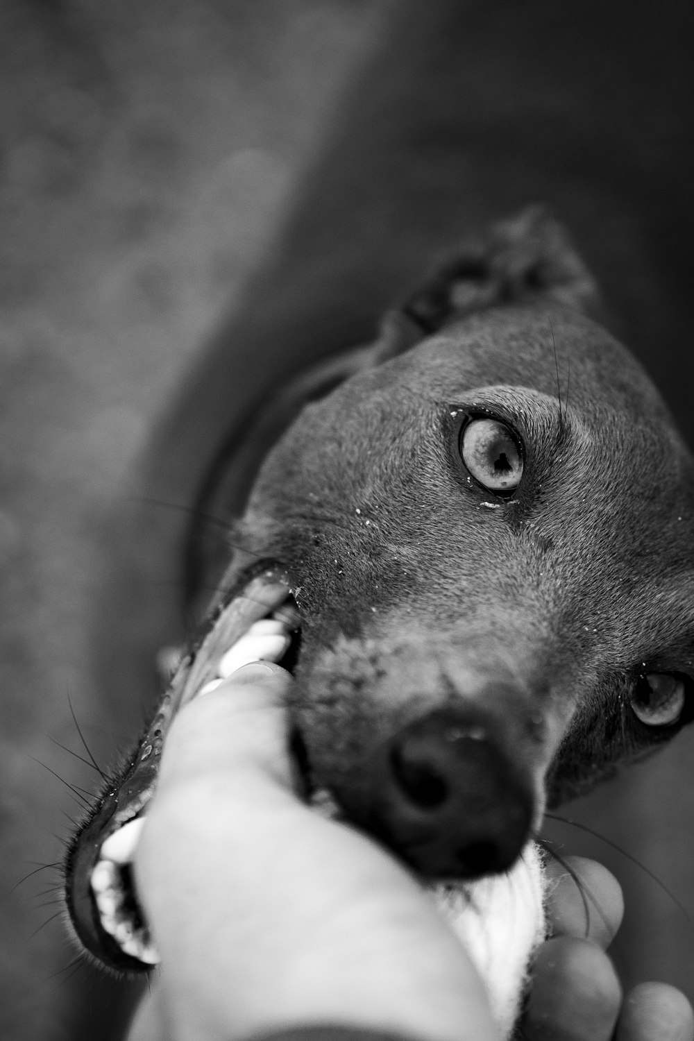 a person feeding a dog a piece of food