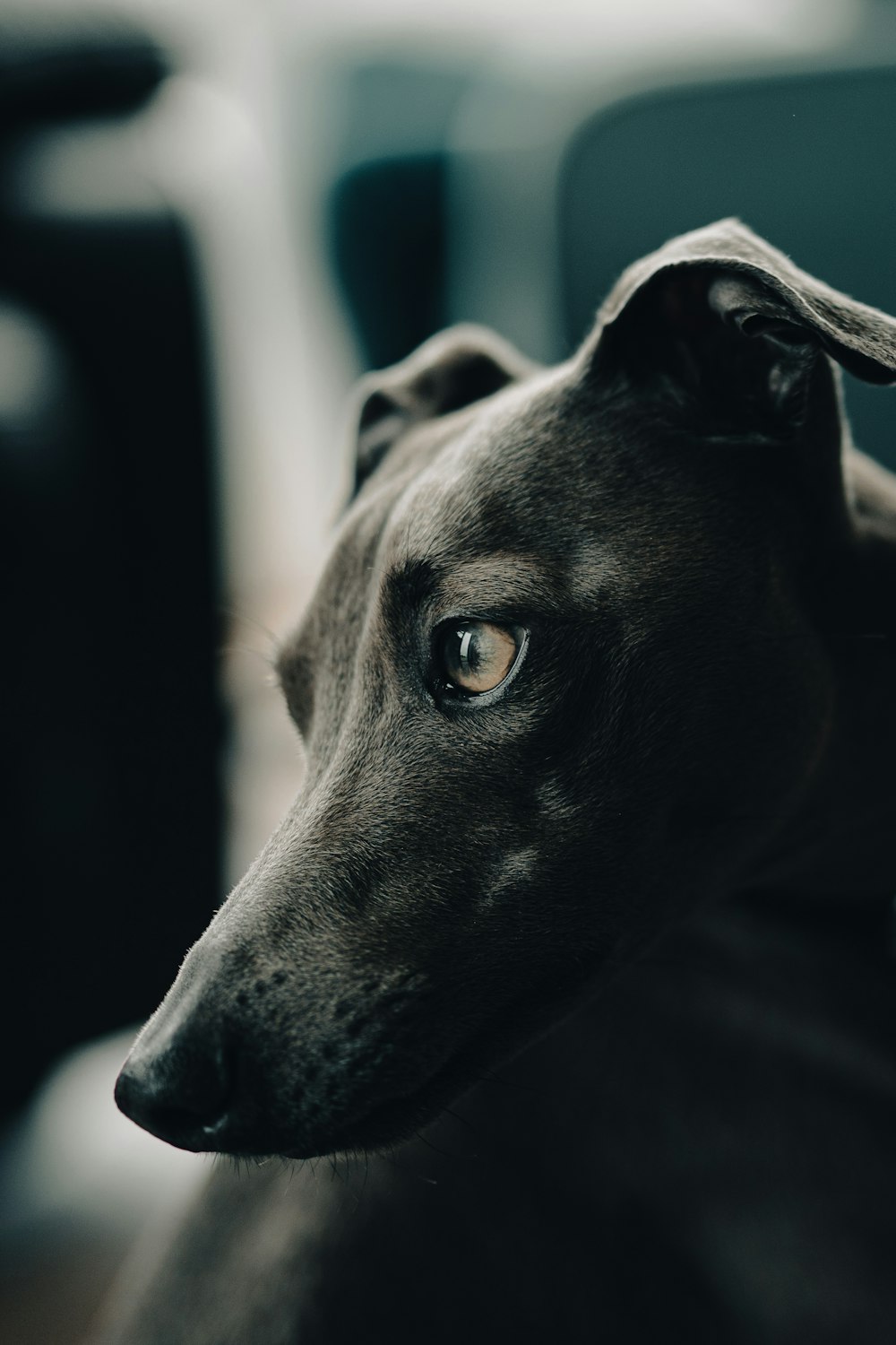 a close up of a dog's face with a blurry background