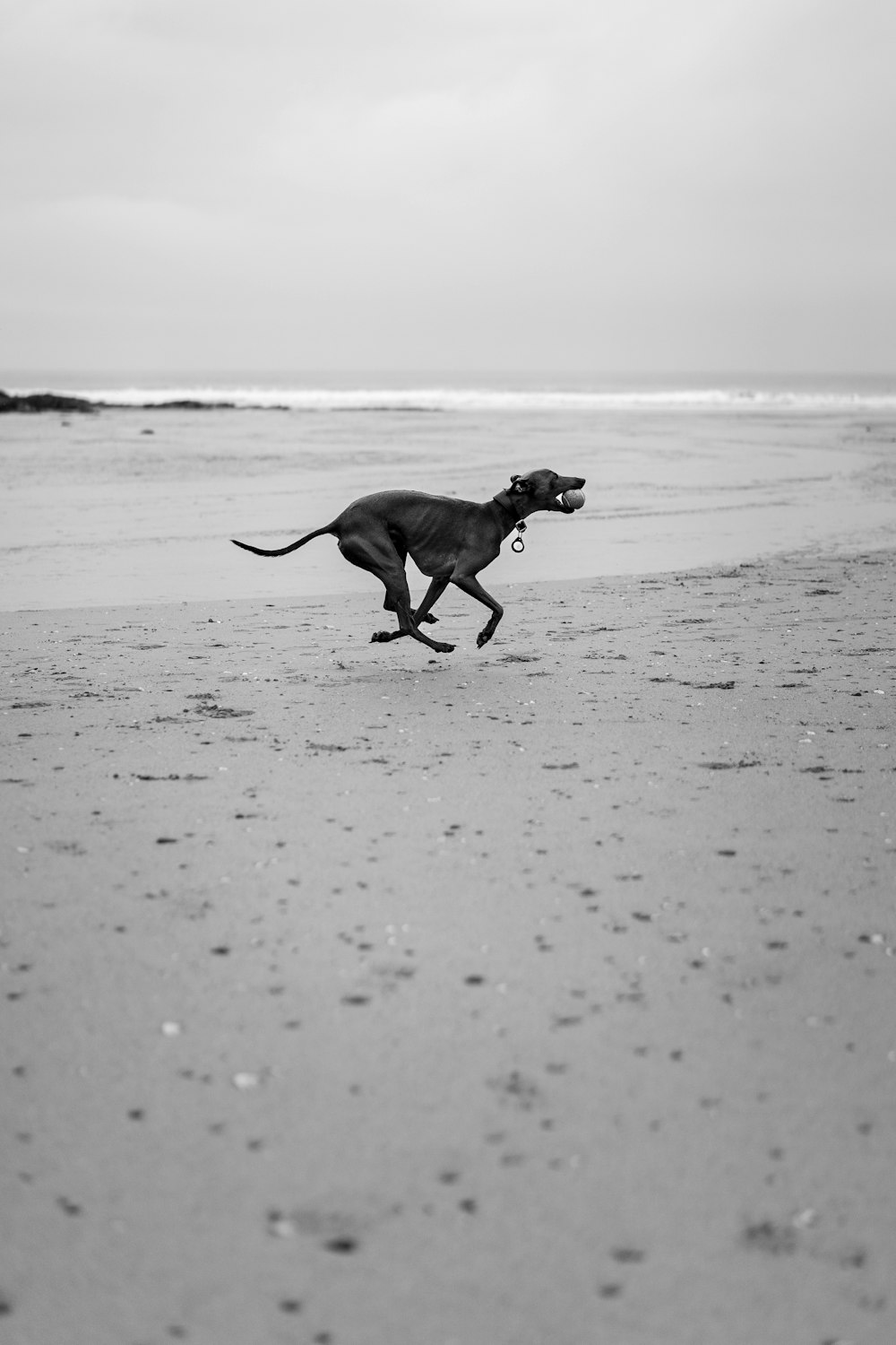 해변에서 달리는 개의 흑백 사진