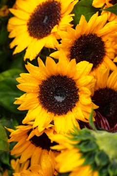 Bright yellow sunflowers with large brown centers are tightly clustered together. The petals glisten with water droplets, adding a fresh and lively appearance. Green leaves can be seen in the background, complementing the vivid yellow of the blossoms.