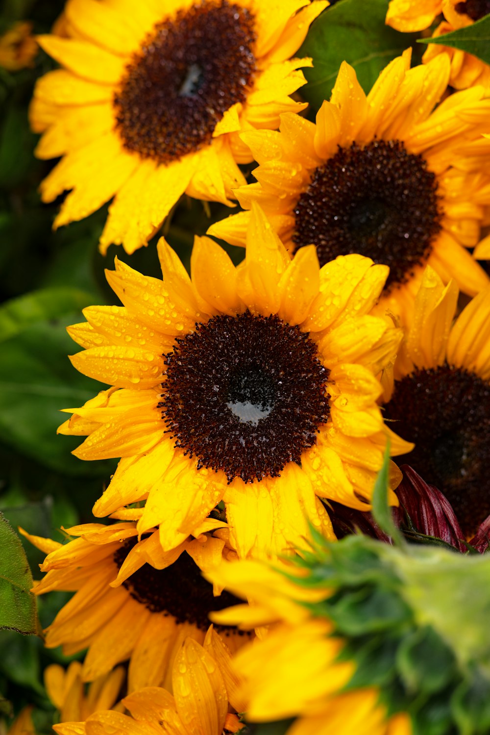 a bunch of yellow sunflowers with green leaves
