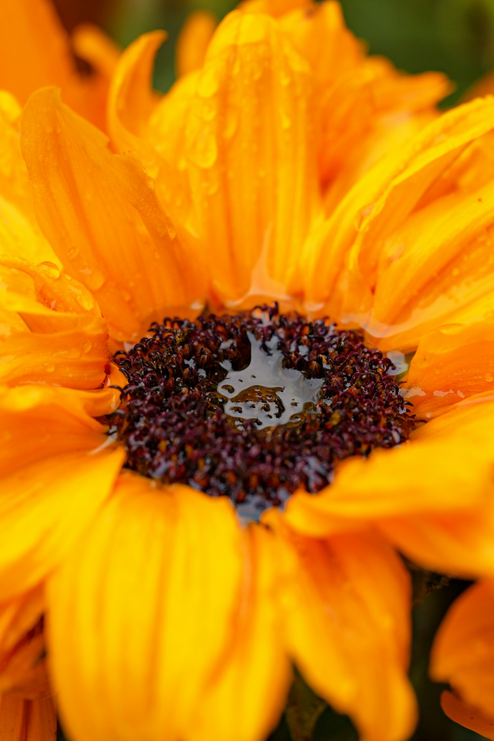 a close up of a yellow flower with water droplets