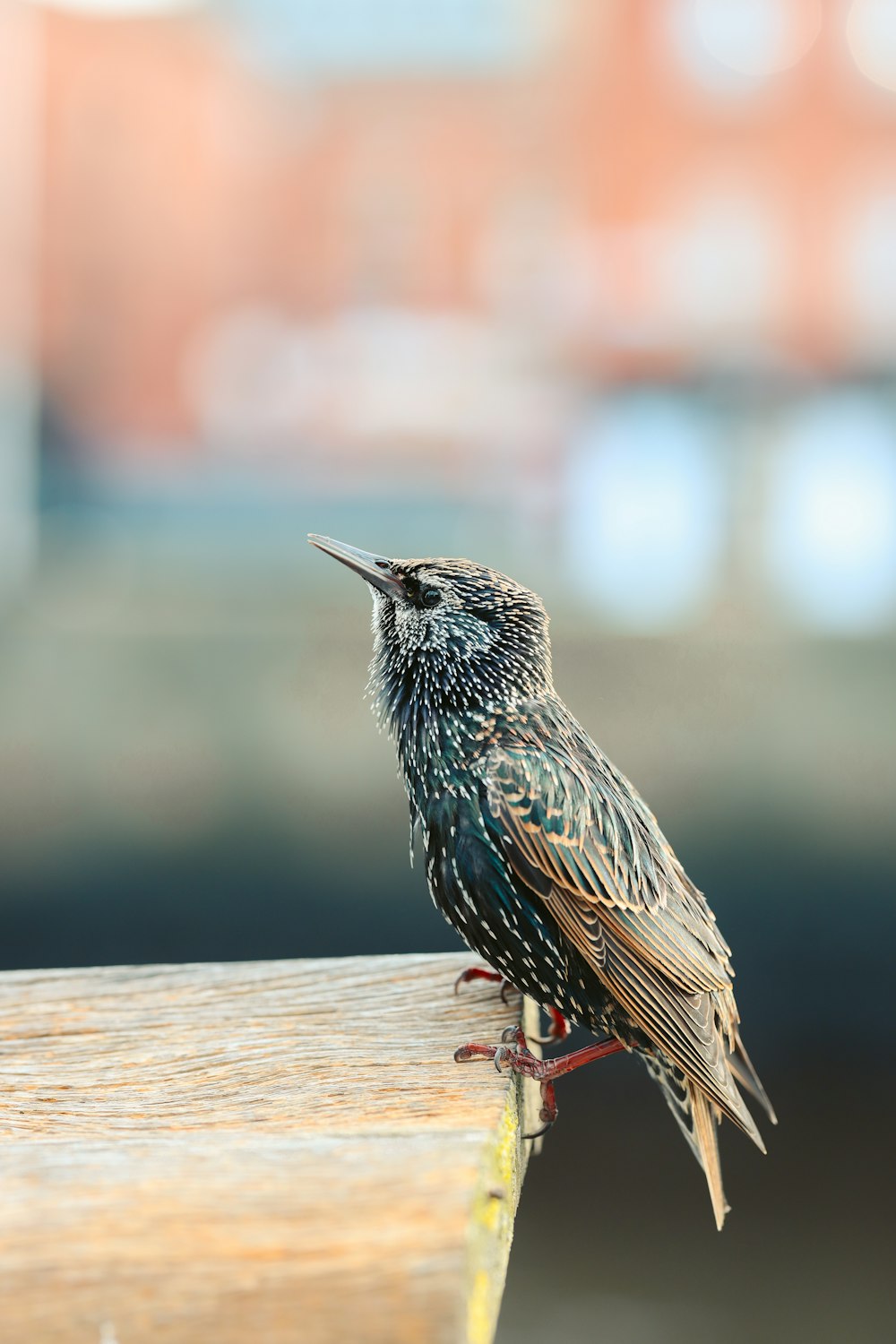 a small bird sitting on top of a wooden bench