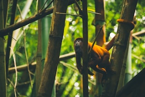 Squirrel Monkey