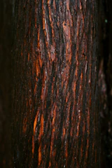 a close up of the bark of a tree