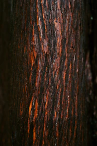 a close up of the bark of a tree