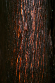 a close up of the bark of a tree