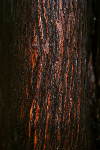 a close up of the bark of a tree
