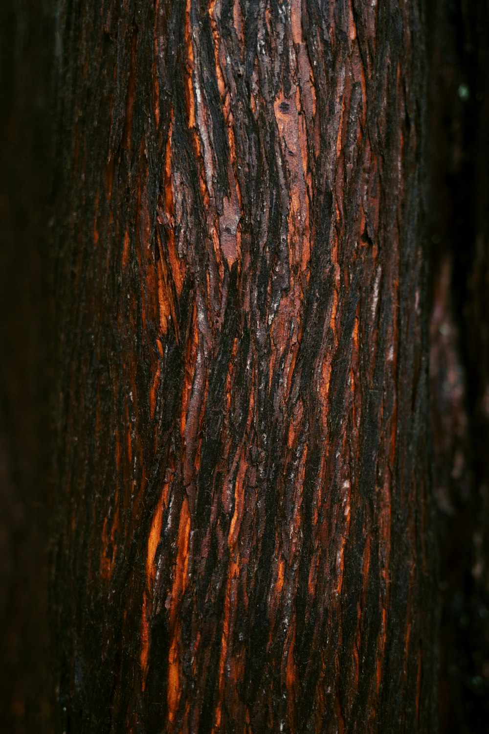 a close up of the bark of a tree