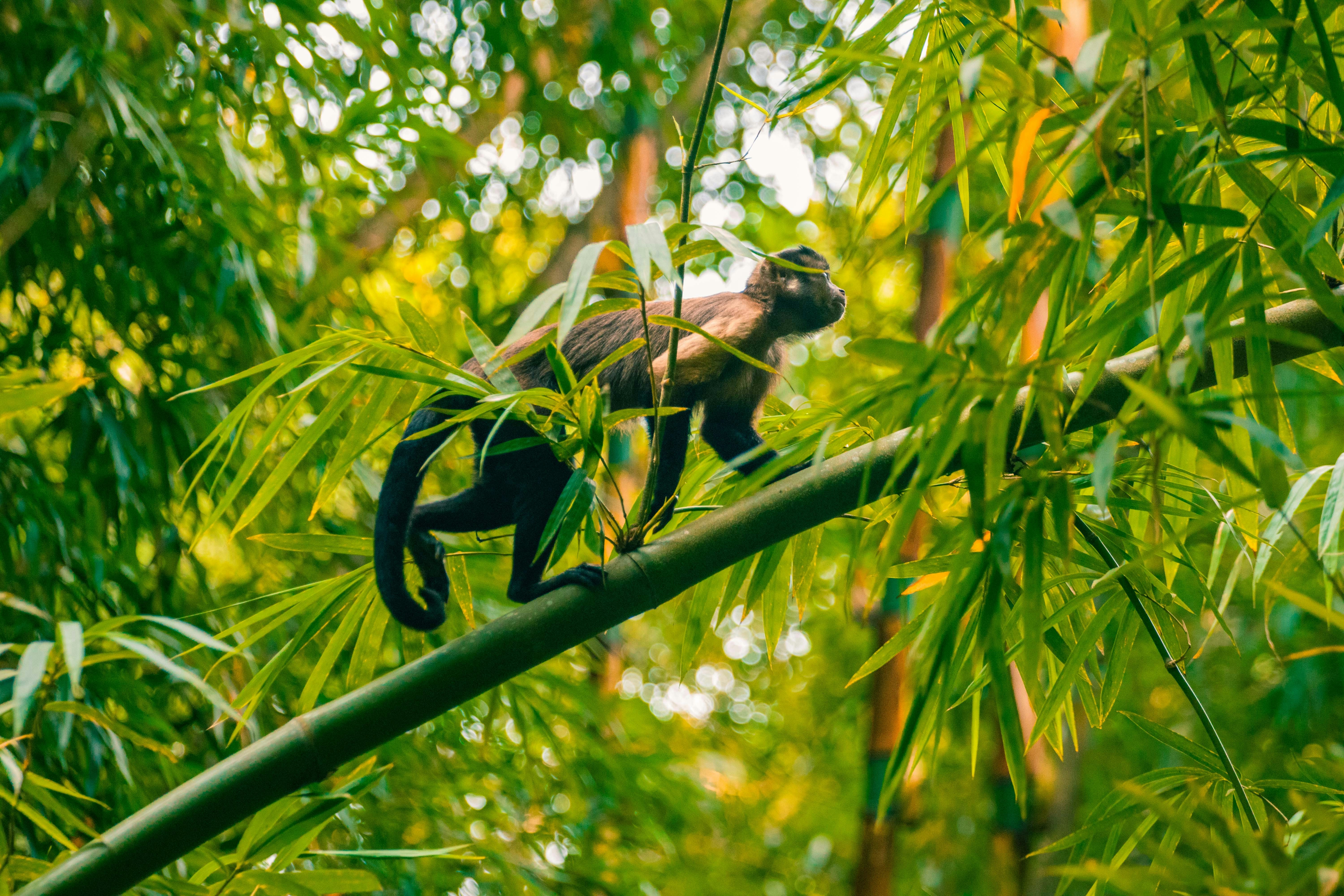 A monkey sitting on a bamboo tree branch photo – Free Land Image on ...