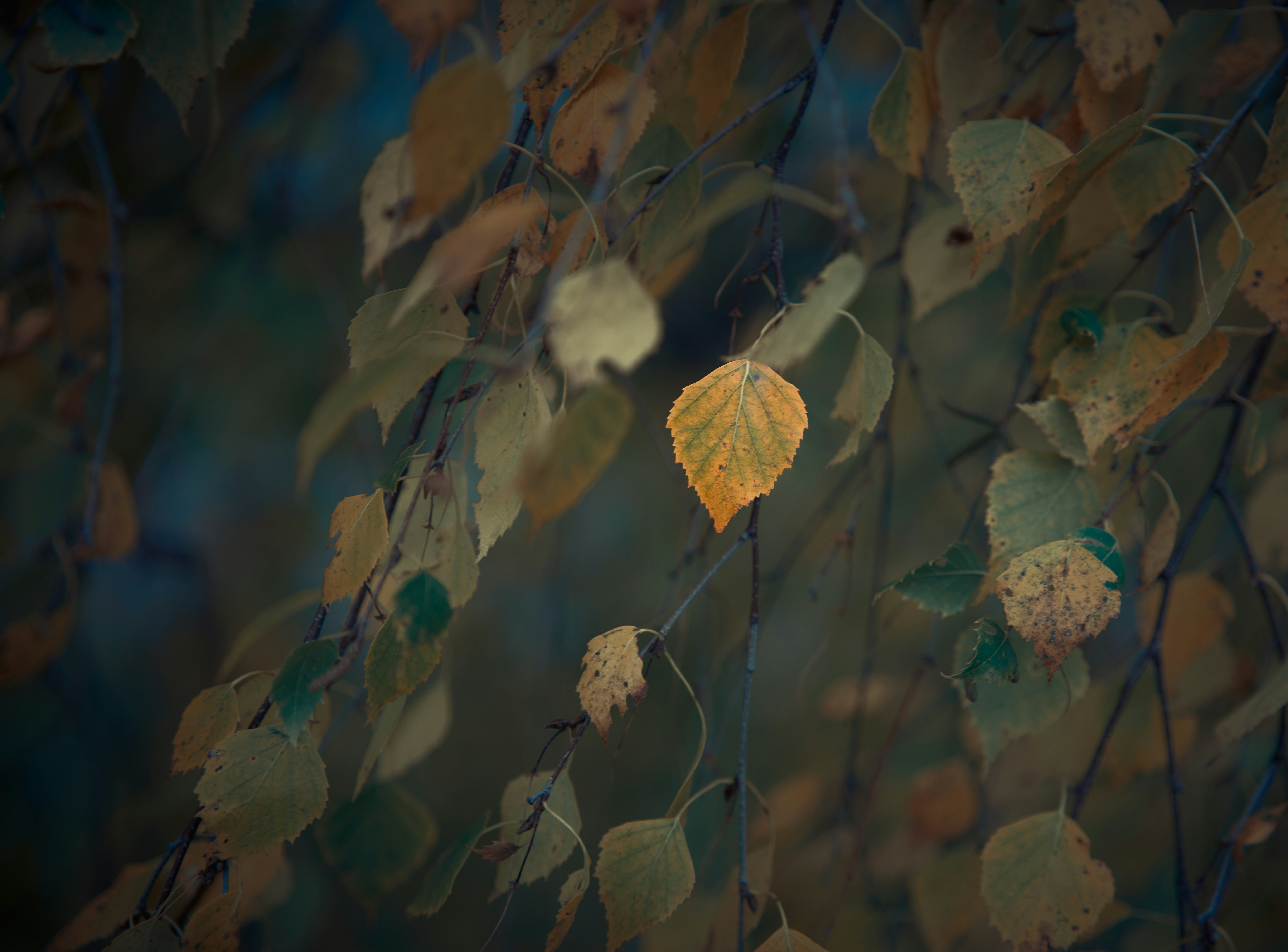 a leaf that is sitting on a branch
