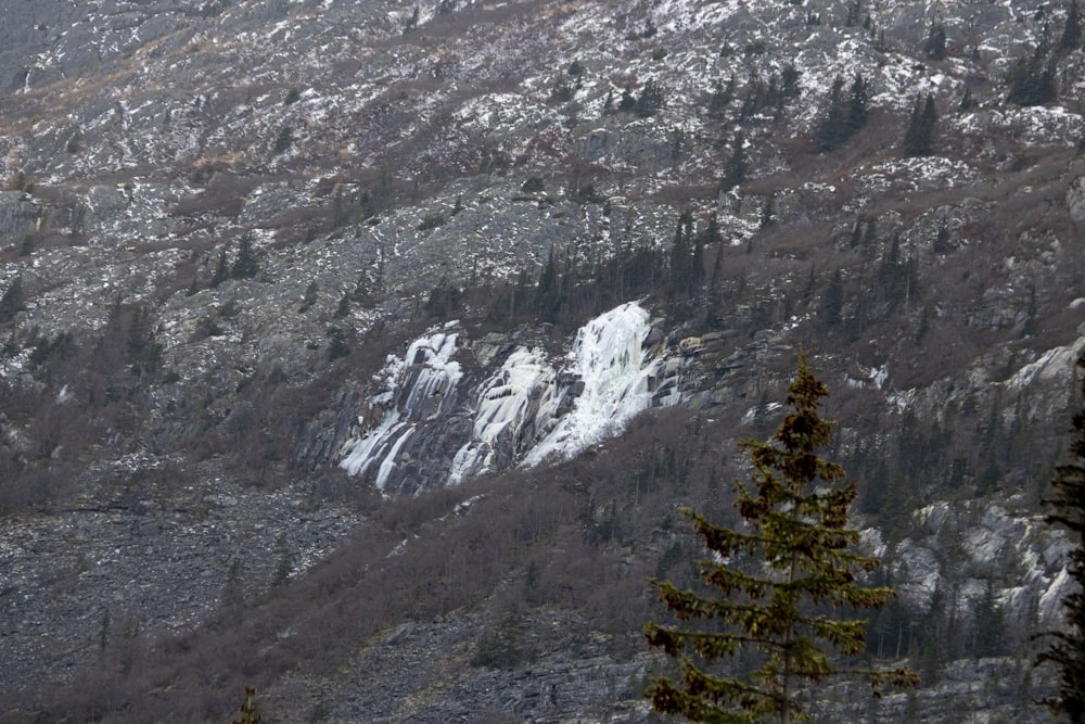 a snow covered mountain with a pine tree in the foreground