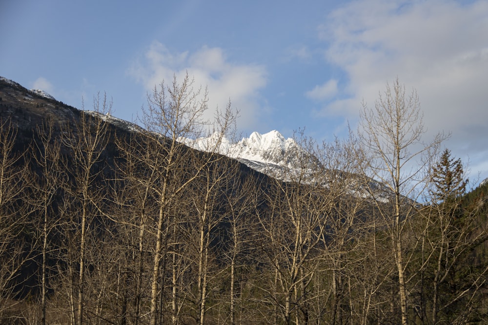 a group of trees with a mountain in the background