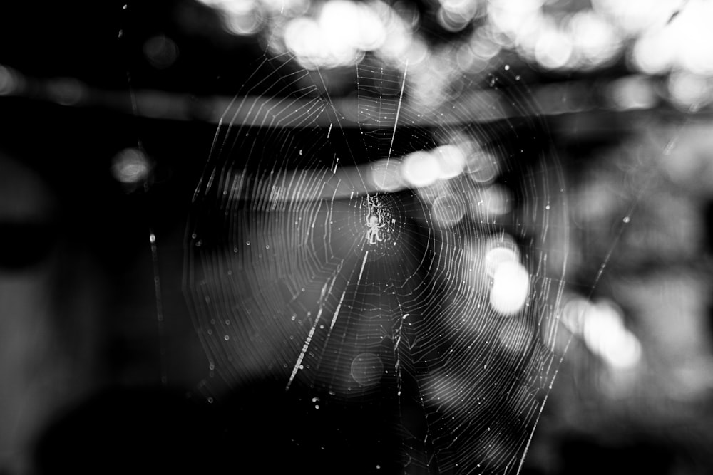 uma foto em preto e branco de uma teia de aranha