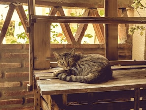 Elegant cat bed nestled on a minimalist wooden shelf with a curious tabby cat inside