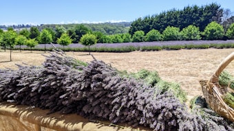 A picturesque lavender field stretches into the distance, framed by lush green trees. In the foreground, bundles of freshly cut lavender rest on a table covered in burlap, next to a wicker basket. The vibrant purple hues of the lavender stand out against the dry, golden grass.