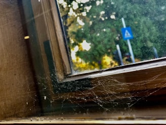 Spider webs are visible on a wooden window frame with a view of the outdoors. The window shows trees and a blue pedestrian crossing sign in the background.