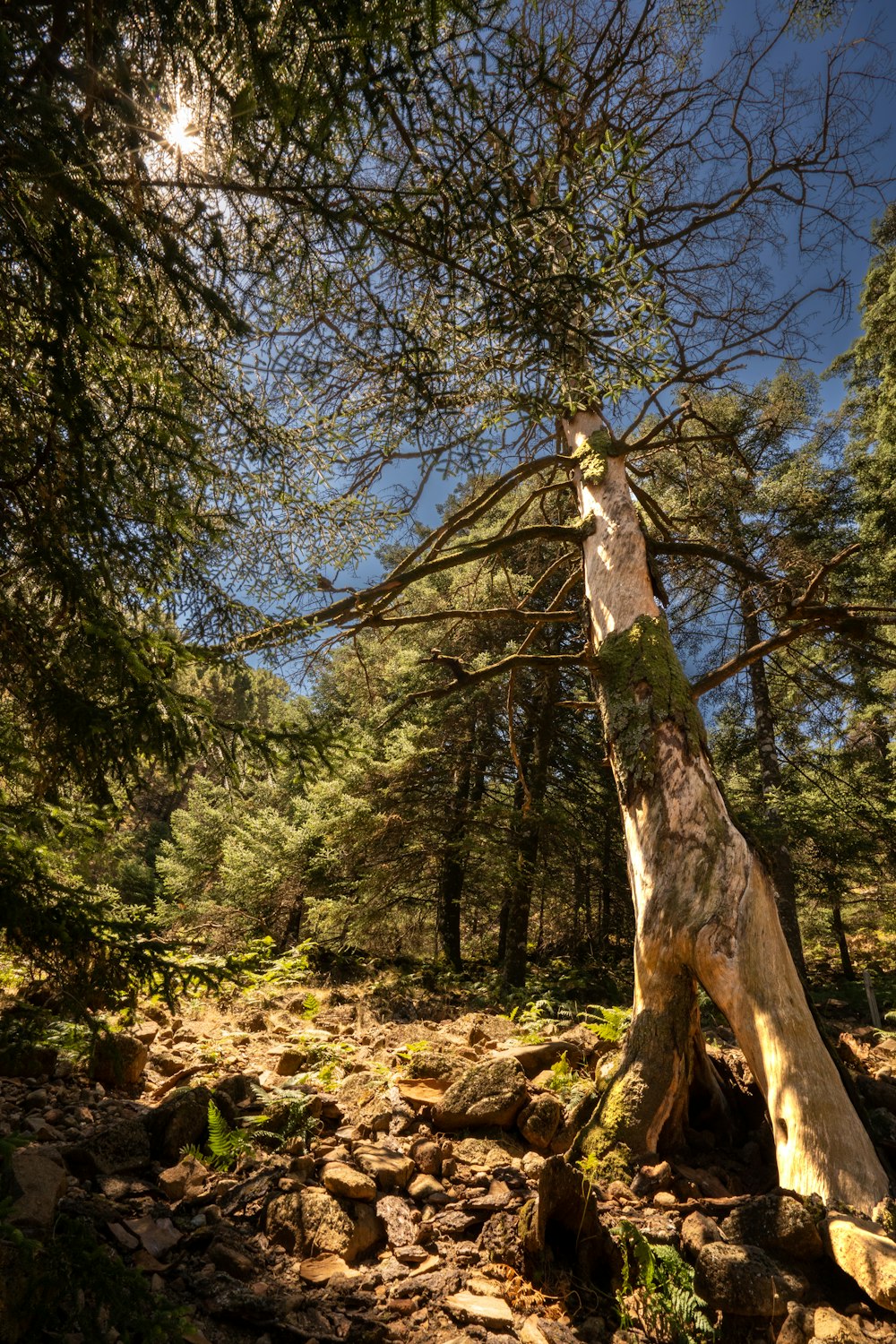 a very tall tree sitting in the middle of a forest